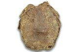 Fossil Dinosaur Vertebra Centrum - Montana #324150-3